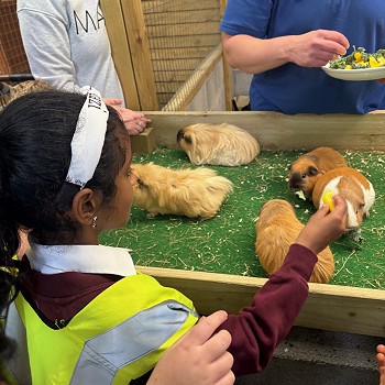 student feeding guinea pigs