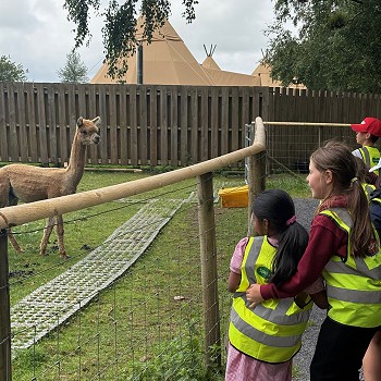 children visting a alpaca